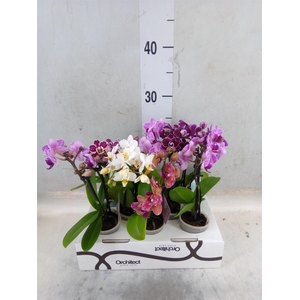 Phalaenopsis   ...mini