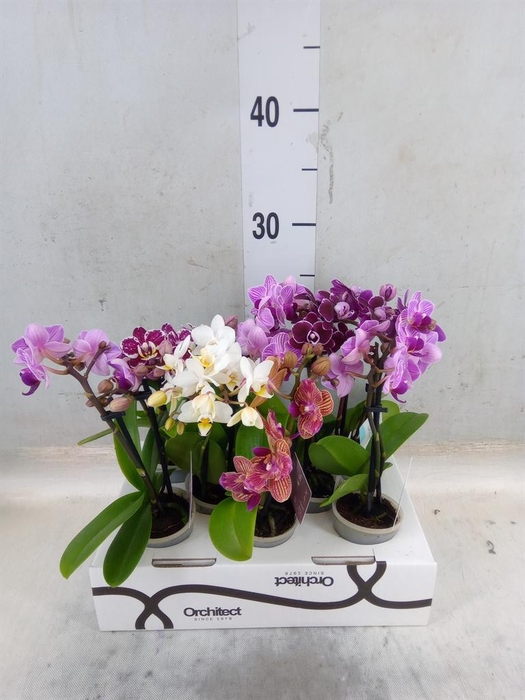 <h4>Phalaenopsis   ...mini</h4>