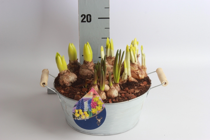 <h4>ARR BOL KNOLGEWAS</h4>