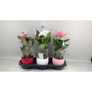 Anthurium andr.   ...mix  3