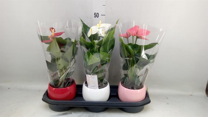<h4>Anthurium andr.   ...mix  3</h4>