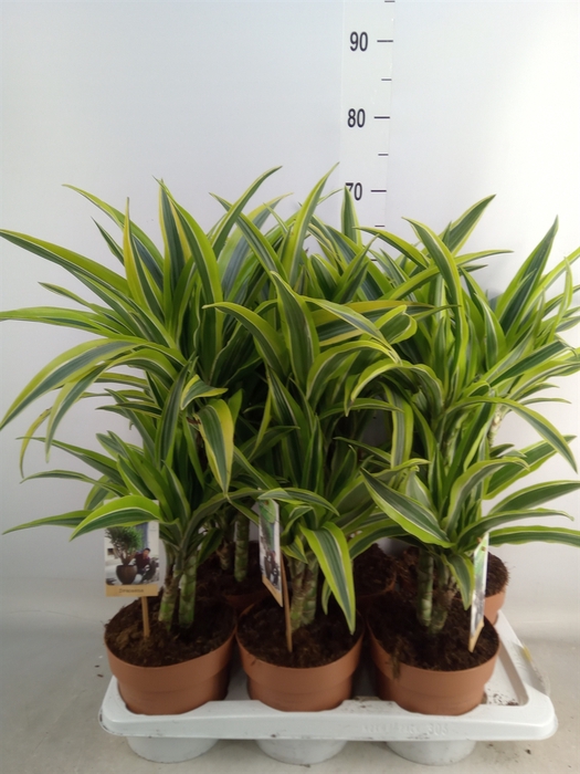 <h4>Dracaena fr de 'LemonLime'</h4>