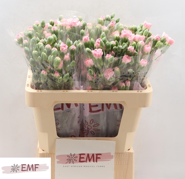 <h4>Di Tr Rosadita</h4>