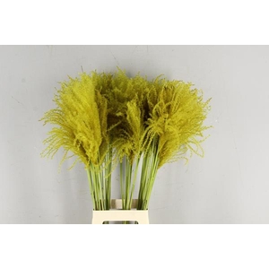 Df Miscanthus 90cm Ocher Yel.