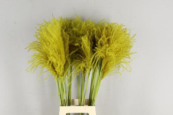 Df Miscanthus 90cm Ocher Yel.