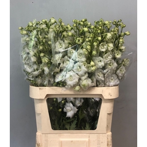 DELPH DU CENTU WHITE