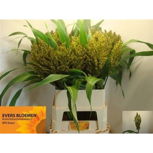 Sorghum A Panselaria