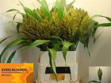 <h4>Sorghum A Panselaria</h4>