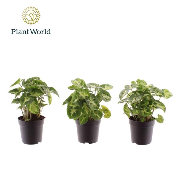 <h4>Syngonium 'Pixie'</h4>