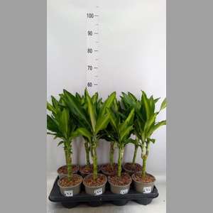 Dracaena frag. 'Cintho'