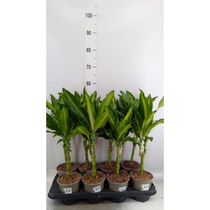 Dracaena frag. 'Cintho'