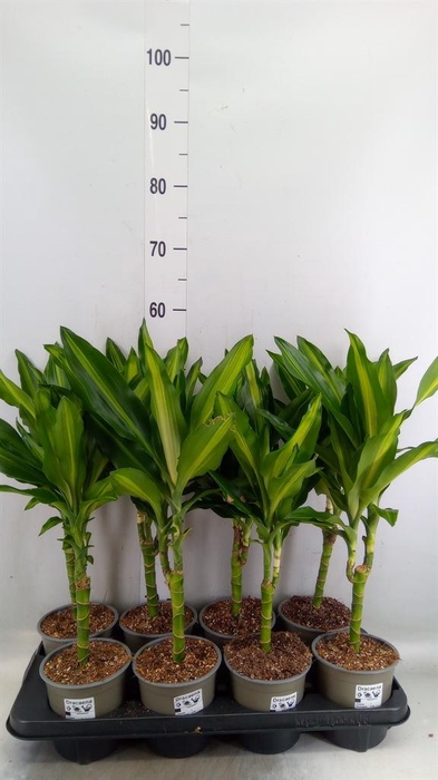 <h4>Dracaena frag. 'Cintho'</h4>