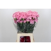 Dianthus St Lotus