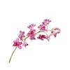 Dendrobium Pink Velvet Diamond FL440048PNK