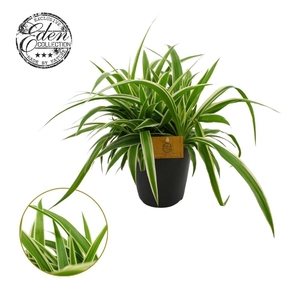 Chlorophytum Ocean 15cm