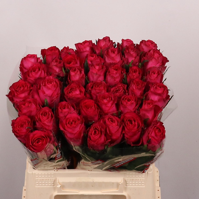 <h4>R GR Madam Cerise</h4>