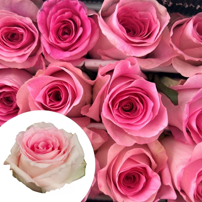 <h4>R Eq Mandala By Box</h4>