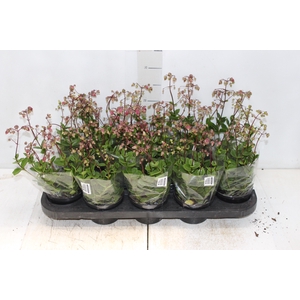 KALANCHOE WENDY P11