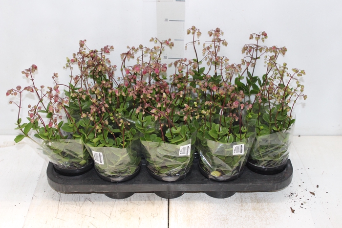 <h4>KALANCHOE WENDY P11</h4>