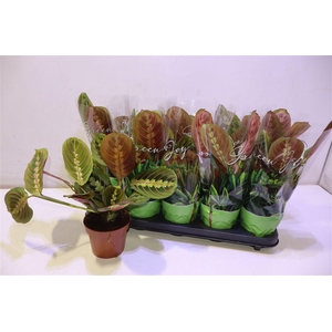 arr8 Maranta Fascinator