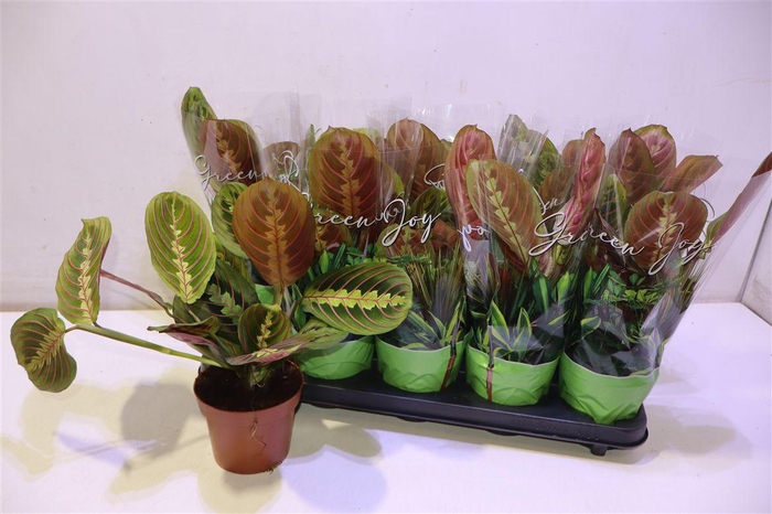 <h4>arr8 Maranta Fascinator</h4>