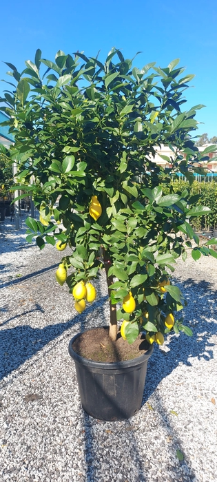 Citrus hystrix