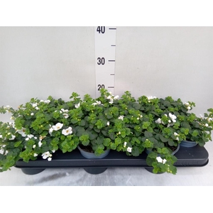 Sutera  'Big White Falls'