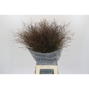 Panicum Virgatum Warrior