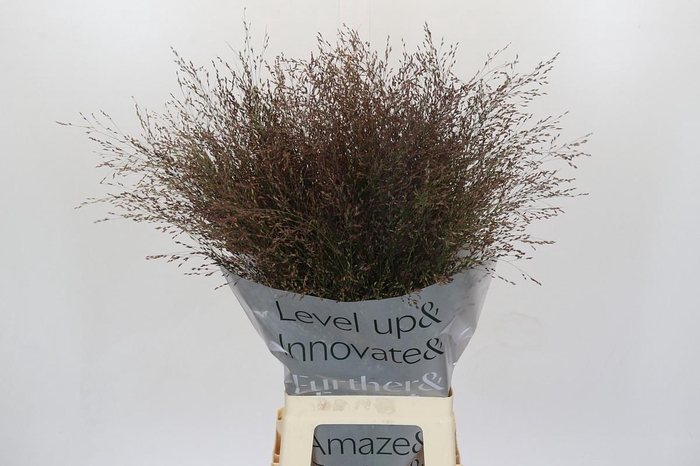 <h4>Panicum Virgatum Warrior</h4>