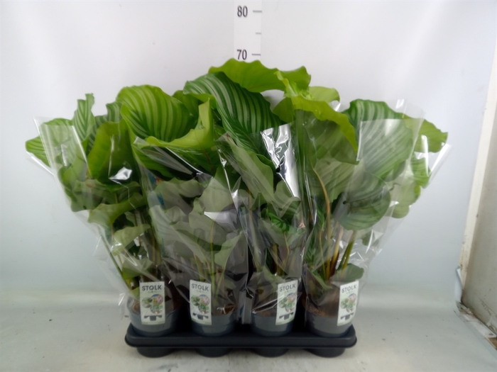 <h4>Calathea orbifolia</h4>