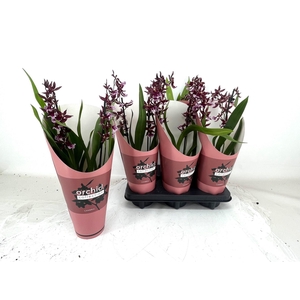 BURRAGEARA  'BARROCCO RED' 2 TAK IN