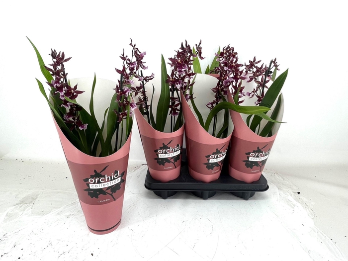 <h4>BURRAGEARA  'BARROCCO RED' 2 TAK IN</h4>