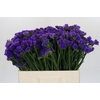 Limonium sinuatum Navy Sun Birds