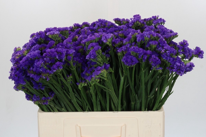 Limonium Navy Sun Birds