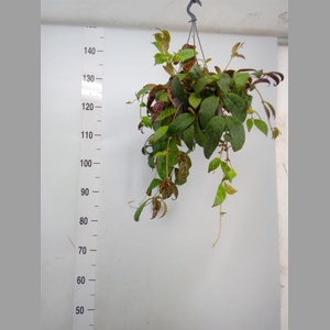 Aeschynanthus marmoratus