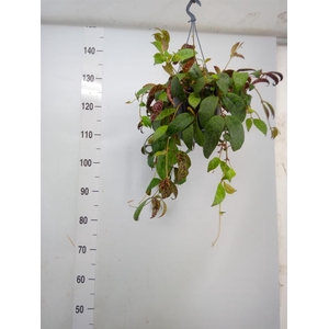 Aeschynanthus marmoratus