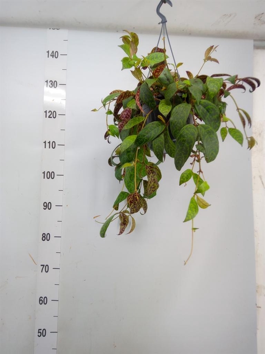 <h4>Aeschynanthus marmoratus</h4>