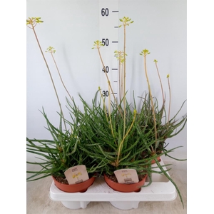 Aloe   ...