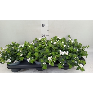 Sutera  'White Showers'
