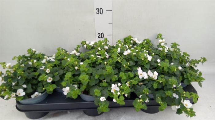 <h4>Sutera  'White Showers'</h4>