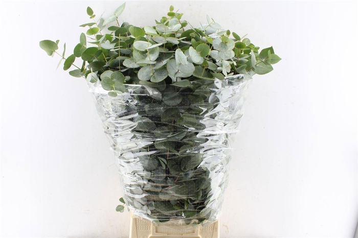 <h4>EUC CINEREA PER BOS</h4>