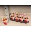 (X) Bol op pot Amaryllis mix 12cm (4 soorten)