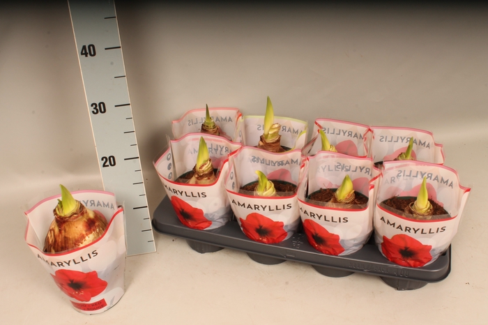 (X) Bol op pot Amaryllis mix 12cm (4 soorten)