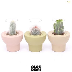 CACTUS GEM 3 SRT