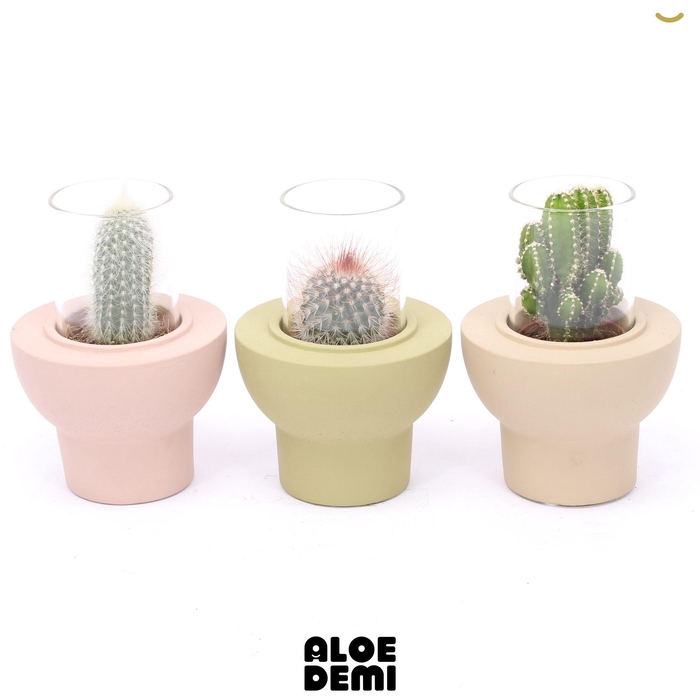 <h4>CACTUS GEM 3 SRT</h4>