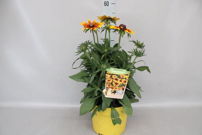 <h4>Rudbeckia   ...</h4>