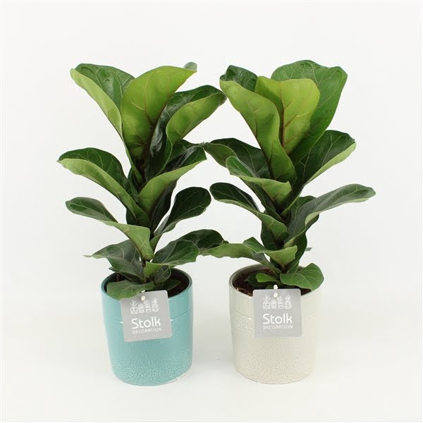 <h4>Ficus Lyrata in Tess keramiek</h4>