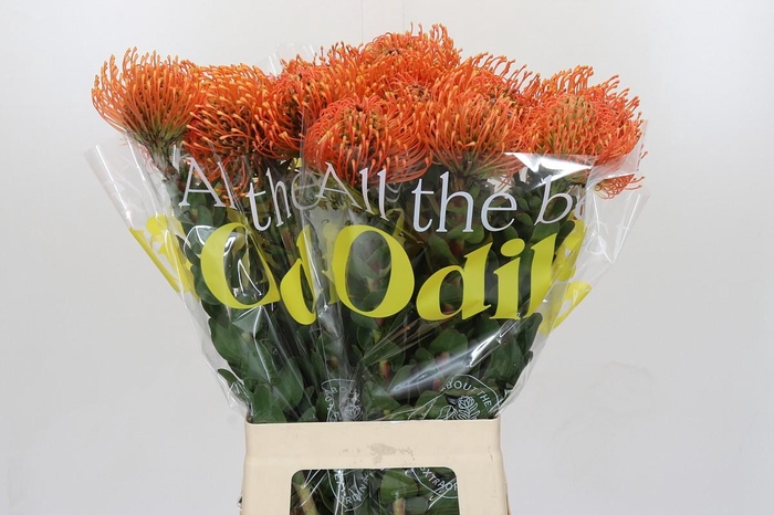 <h4>Nutans Ayoba Mandarin Zest</h4>