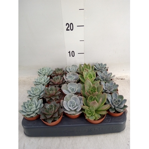 Echeveria   ...mix