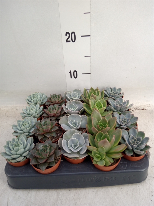 <h4>Echeveria   ...mix</h4>